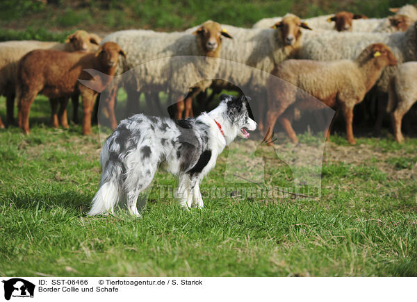Border Collie und Schafe / Border Collie and sheeps / SST-06466