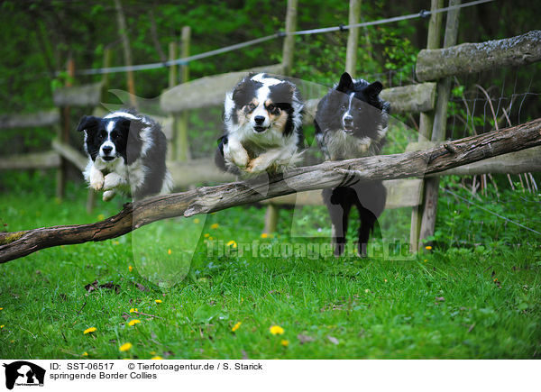 springende Border Collies / jumping Border Collies / SST-06517