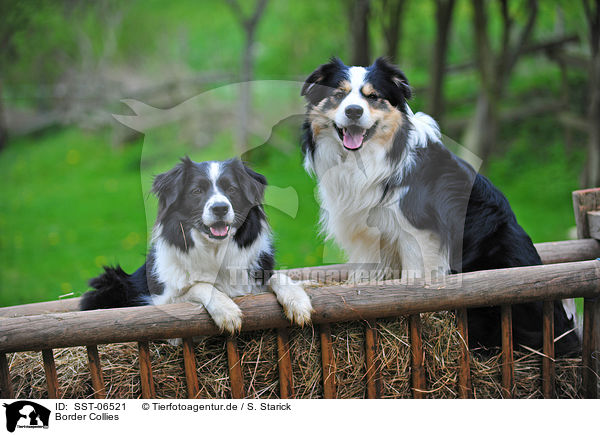 Border Collies / Border Collies / SST-06521