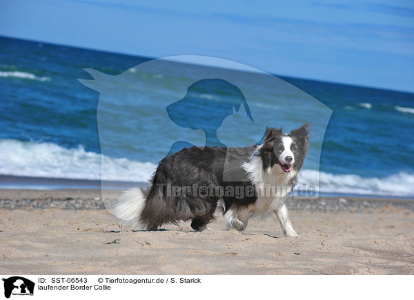 laufender Border Collie / walking Border Collie / SST-06543