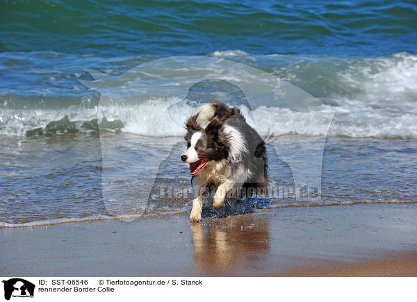 rennender Border Collie / running Border Collie / SST-06546