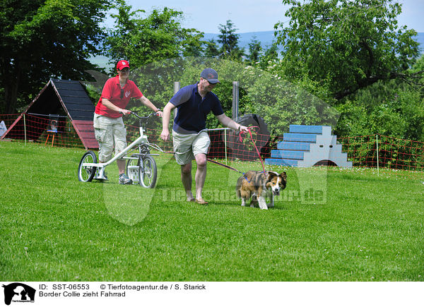 Border Collie zieht Fahrrad / SST-06553