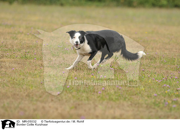 Border Collie Kurzhaar / shorthaired Border Collie / MR-05032
