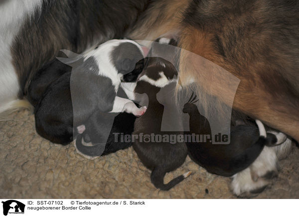 neugeborener Border Collie / newborn Border Collie / SST-07102