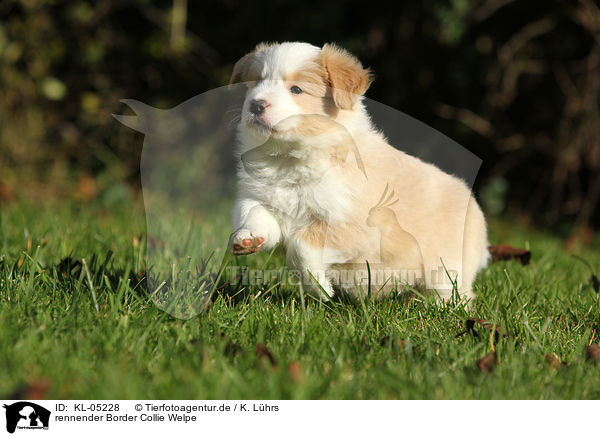 rennender Border Collie Welpe / KL-05228