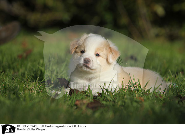 Border Collie Welpe / KL-05241