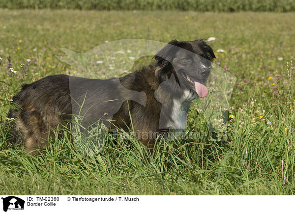 Border Collie / Border Collie / TM-02360
