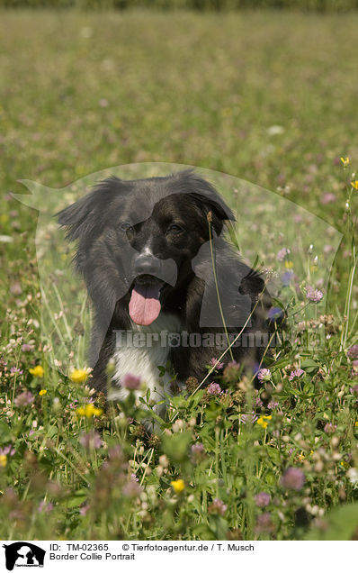 Border Collie Portrait / Border Collie Portrait / TM-02365