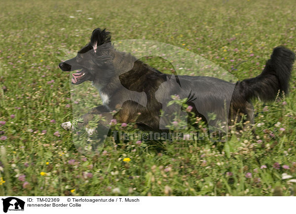 rennender Border Collie / running Border Collie / TM-02369