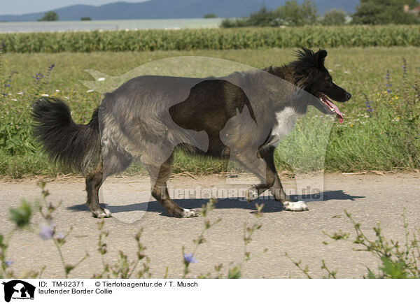 laufender Border Collie / walking Border Collie / TM-02371