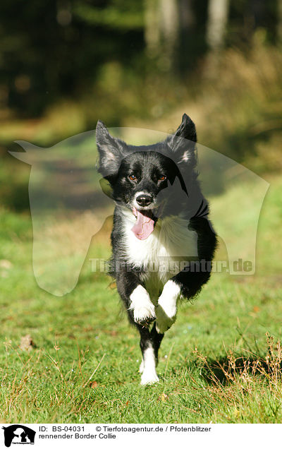 rennender Border Collie / running Border Collie / BS-04031