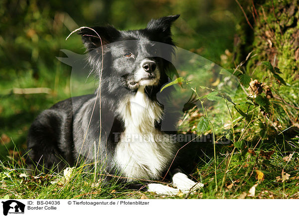 Border Collie / Border Collie / BS-04036