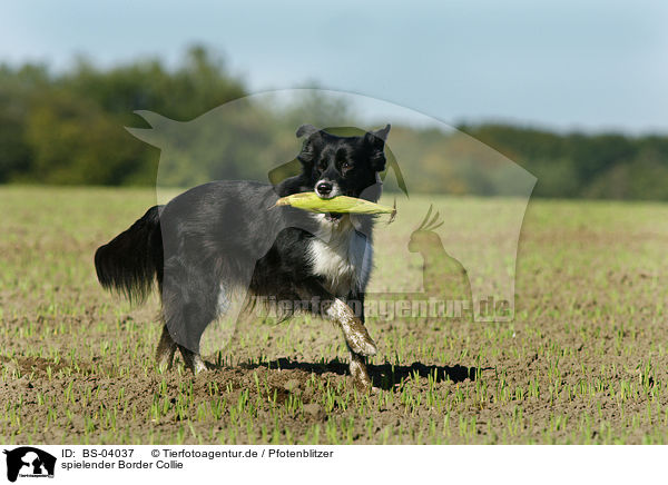spielender Border Collie / playing Border Collie / BS-04037