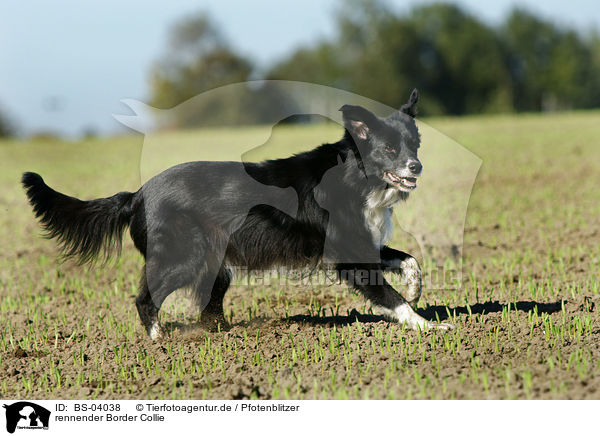rennender Border Collie / running Border Collie / BS-04038