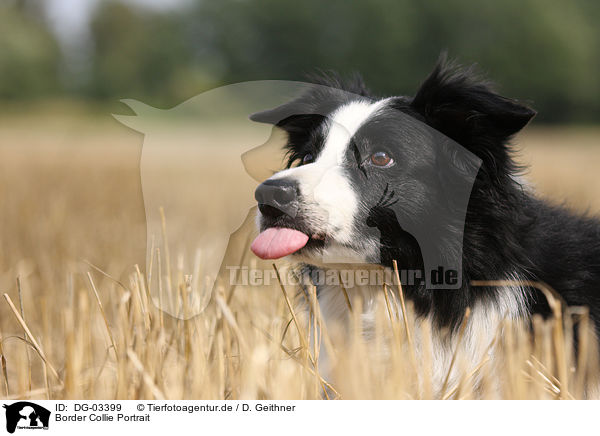 Border Collie Portrait / DG-03399