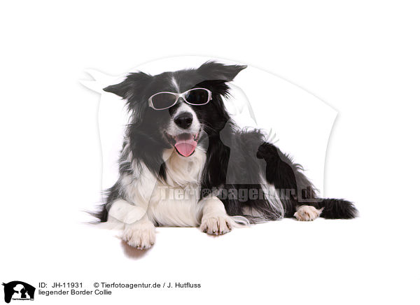 liegender Border Collie / JH-11931