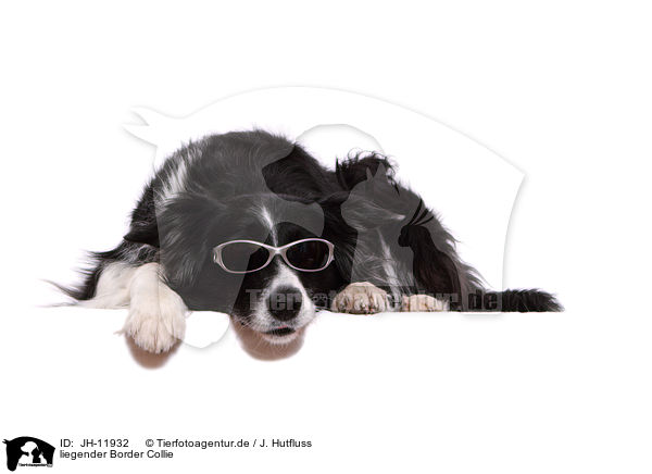 liegender Border Collie / JH-11932