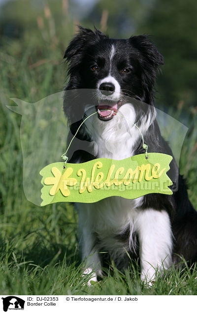 Border Collie / Border Collie / DJ-02353