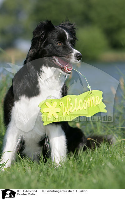 Border Collie / DJ-02354