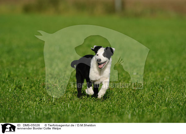 rennender Border Collie Welpe / running Border Collie puppy / DMS-05026