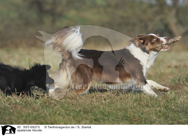 spielende Hunde / SST-09273