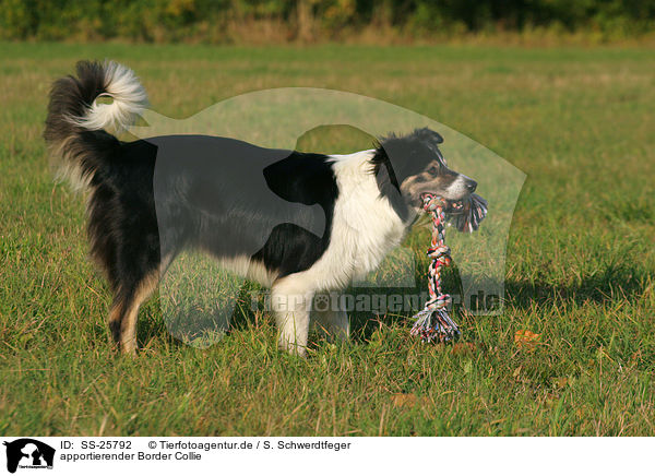apportierender Border Collie / fetching Border Collie / SS-25792