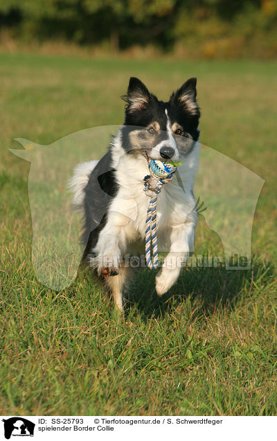 spielender Border Collie / playing Border Collie / SS-25793