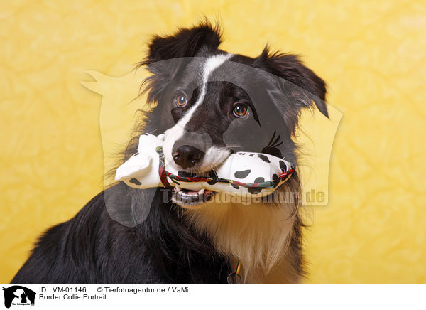Border Collie Portrait / Border Collie Portrait / VM-01146