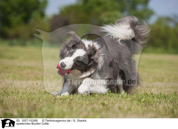spielender Border Collie / playing Border Collie / SST-10298