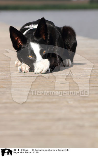 liegender Border Collie / IF-09352