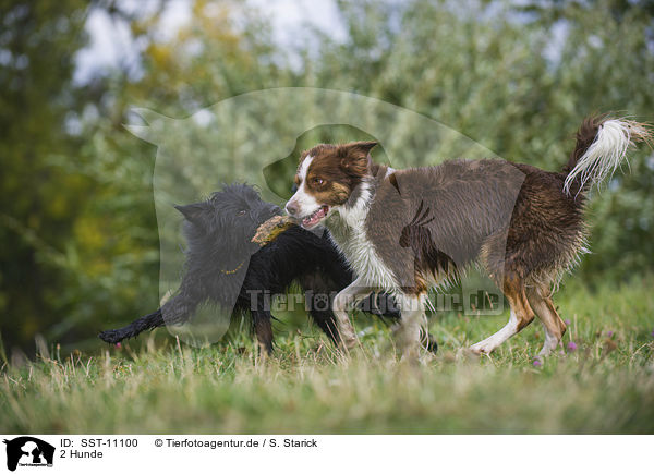 2 Hunde / 2 dogs / SST-11100