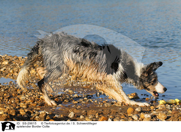 spielender Border Collie / playing Border Collie / SS-29615