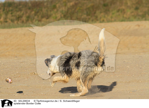 spielender Border Collie / playing Border Collie / SS-29634