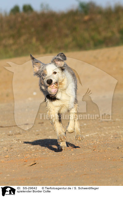 spielender Border Collie / playing Border Collie / SS-29642