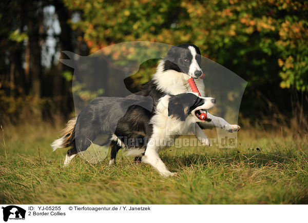 2 Border Collies / 2 Border Collies / YJ-05255
