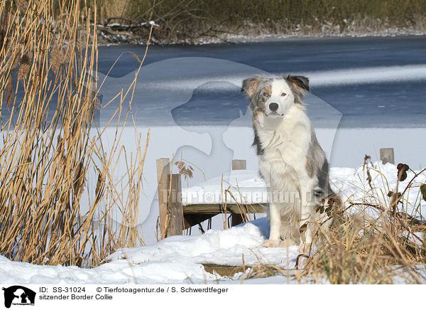 sitzender Border Collie / sitting Border Collie / SS-31024