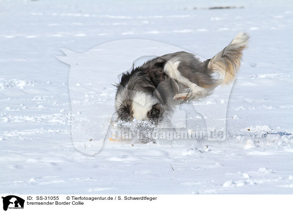 bremsender Border Collie / braking Border Collie / SS-31055