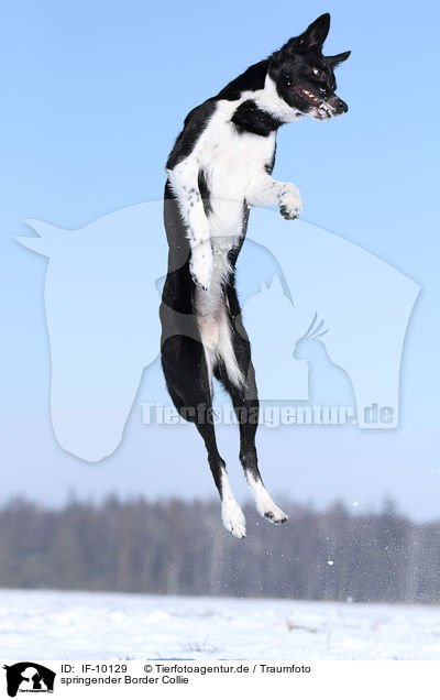 springender Border Collie / IF-10129