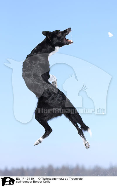 springender Border Collie / IF-10130