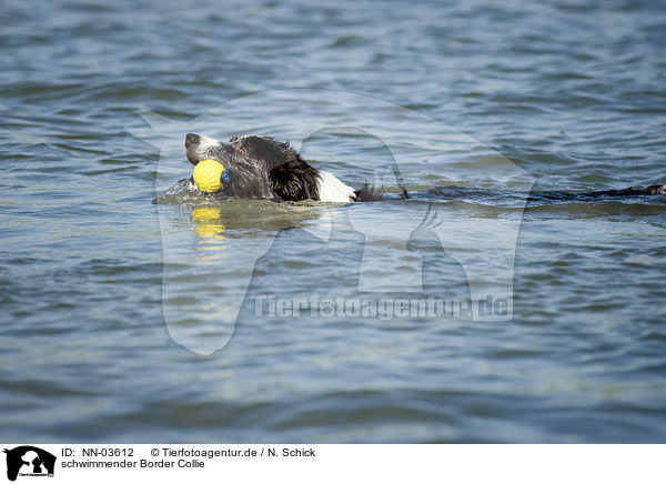 schwimmender Border Collie / swimming Border Collie / NN-03612
