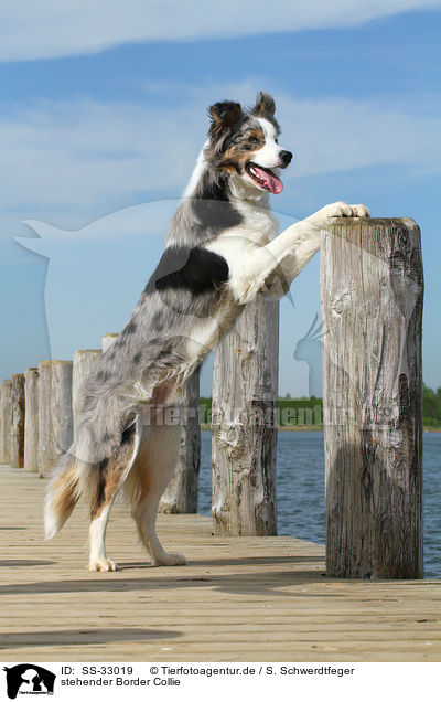 stehender Border Collie / standing Border Collie / SS-33019
