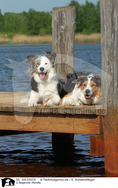2 liegende Hunde / 2 lying dogs / SS-33074