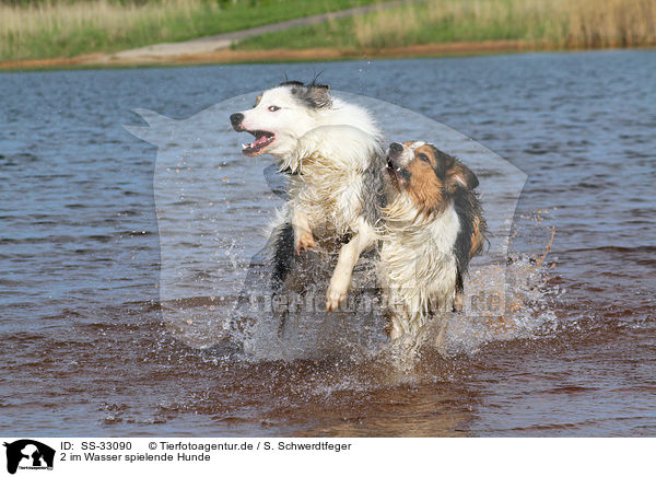 2 im Wasser spielende Hunde / 2 playing dogs in the water / SS-33090