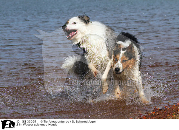 2 im Wasser spielende Hunde / 2 playing dogs in the water / SS-33095