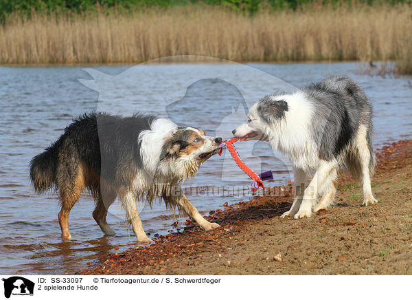 2 spielende Hunde / 2 playing dogs / SS-33097