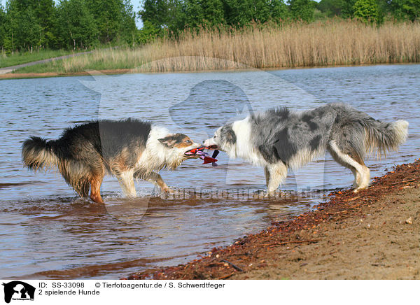 2 spielende Hunde / 2 playing dogs / SS-33098