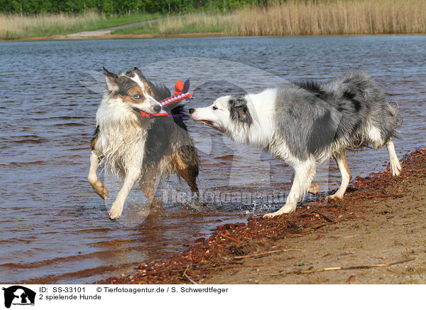 2 spielende Hunde / 2 playing dogs / SS-33101