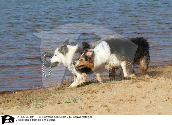 2 spielende Hunde am Strand / 2 playing dogs at the beach / SS-33104