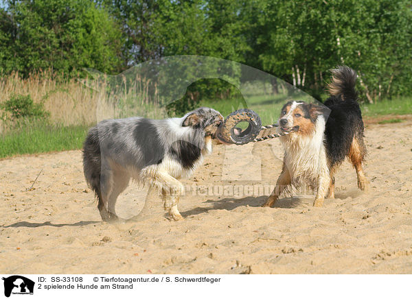 2 spielende Hunde am Strand / 2 playing dogs at the beach / SS-33108