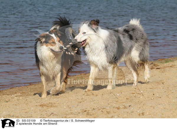 2 spielende Hunde am Strand / 2 playing dogs at the beach / SS-33109